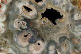 Petrified Seed Fern (Rhexoxylon) Slab - Zimbabwe #180212-1